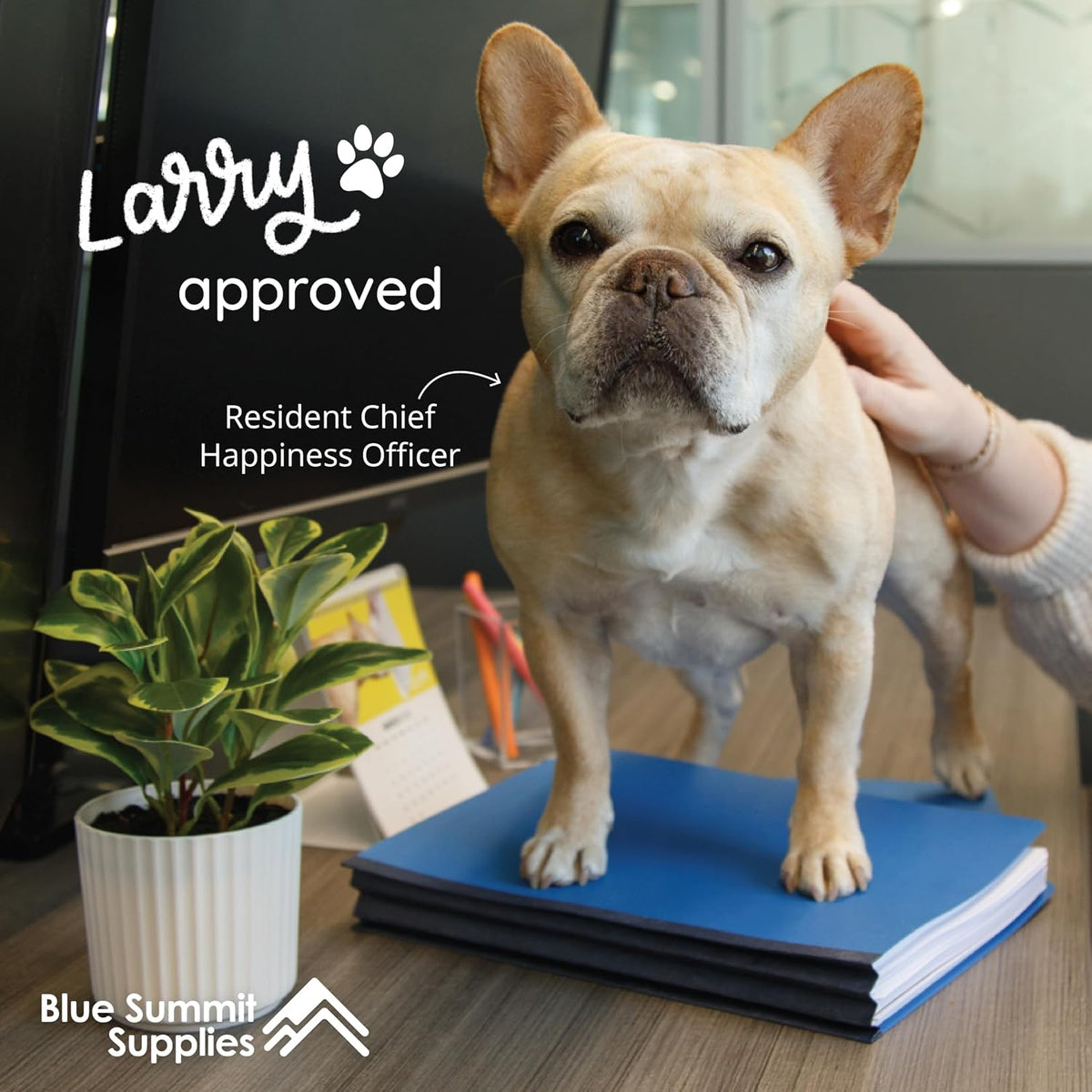 Blue Summit Supplies 10 Classification Folders, 2 Divider, Dark Blue